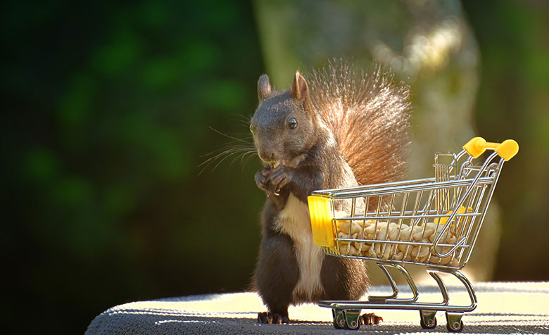 Ein Eichhörnchen sammelt Nüsse in einem Einkaufswagen
