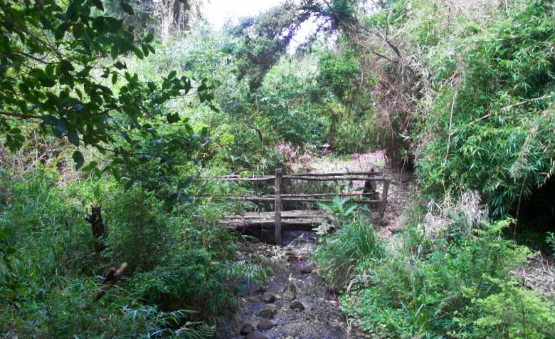 Ein Wald mit einer Brücke, die über einen kleinen Fluss führt.