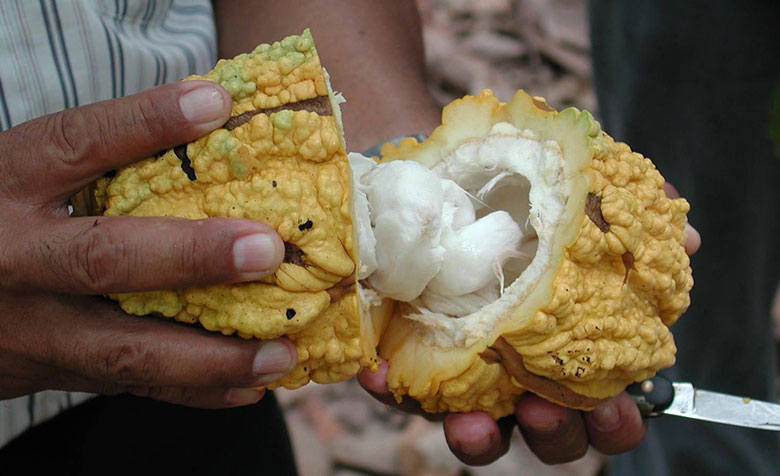 Eine geöffnete Kakaofrucht