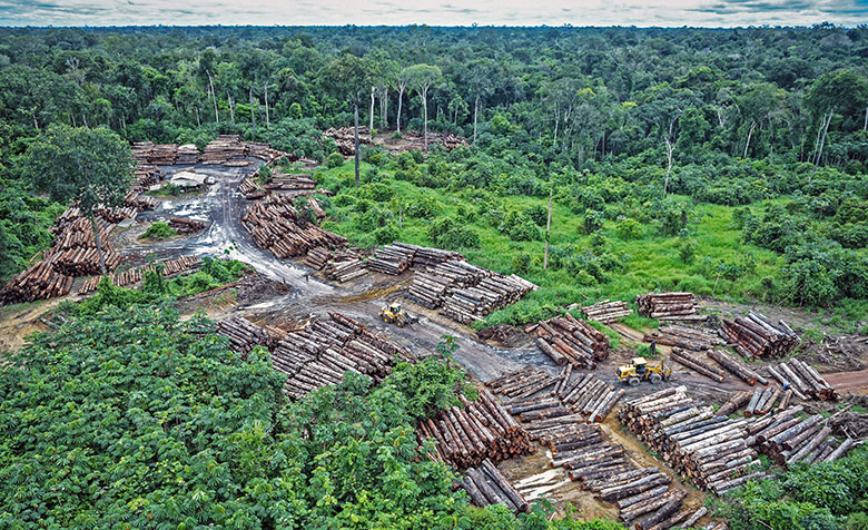 Nebeneinander gereihte Baumstämme zeigen die illegale Abholzung im Territorium der Pirititi-Indianer in Roraima, Brasilien.